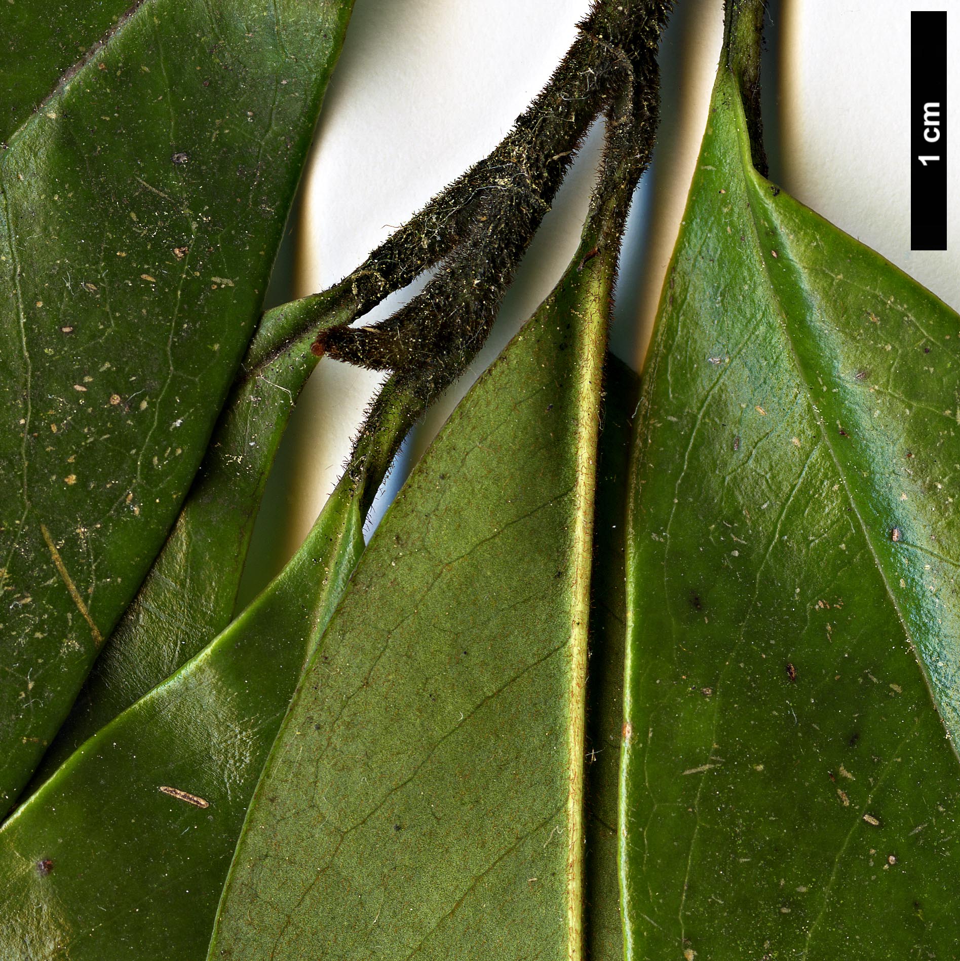 High resolution image: Family: Magnoliaceae - Genus: Magnolia - Taxon: ×foggii (M.doltsopa × M.figo)